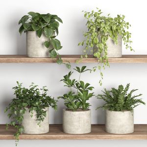 Plants On Shelf 09