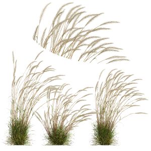 Calamagrostis Acutiflora Karl Foerster V3 Windy