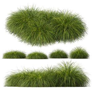 Plants Carex Elata Aurea Grass Version4