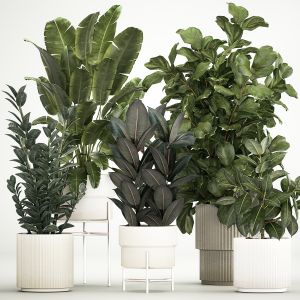 Plants In Flower Pots Ficus Strelitzia Zamioculcas