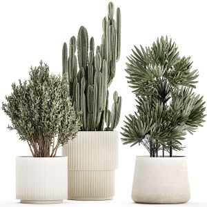 Beautiful Cereus And Olive Plant In A Flower Pot