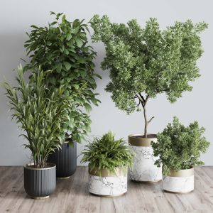 Indoor Plant Set 363 Stone Vase Plant Tree Shrub