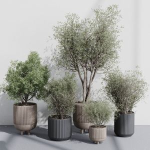 Indoor Plant Set 362 Concrete Vase Plant Tree Shru