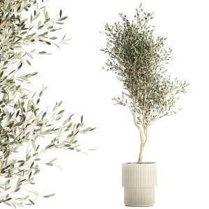 Beautiful Olive Tree In A Flower Pot For Decor