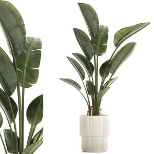 Beautiful Plant Strelitzia Banana Palm Flower Pots