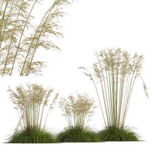 Plants Celtica Gigantea Stipa Golden Oats Version2