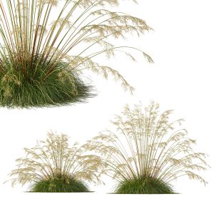 Plants Celtica Gigantea Stipa Golden Oats Version3