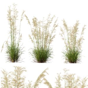 Plants Celtica Gigantea Stipa Golden Oats Version4