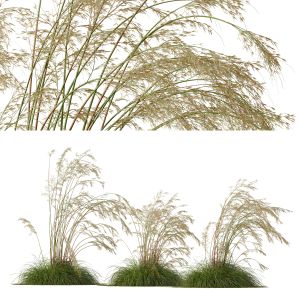 Plants Celtica Gigantea Stipa Golden Oats Windy