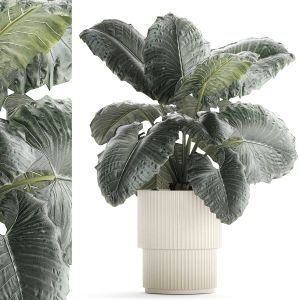 Beautiful Plant In A Flower Pot Bush Alocasia