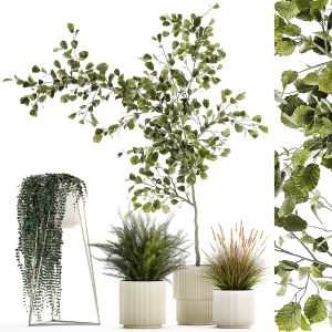 Beautiful Tree And Plants For The Interior In Pots