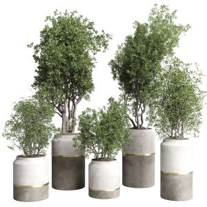 Indoor Plant Set 367 Concrete Vase Plant Tree Shru