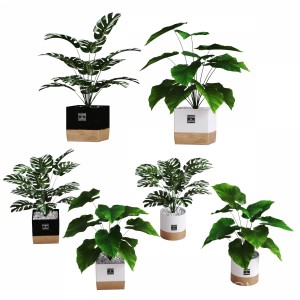 Collection Of Plants 1