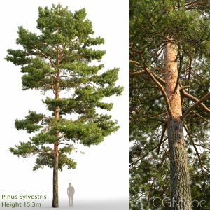 Pinus Sylvestris (15.3m)