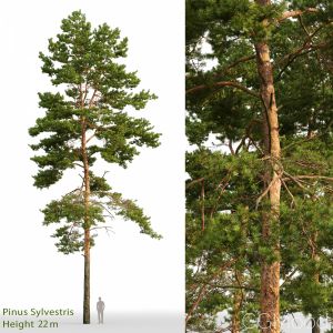 Pinus Sylvestris(22m)