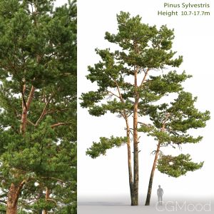 Pinus Sylvestris(10.7-17.7m)