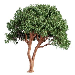 Tree 55 C