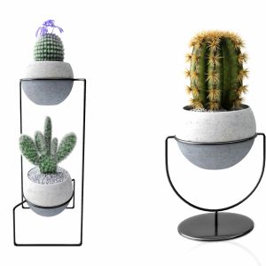 Cactus Collection