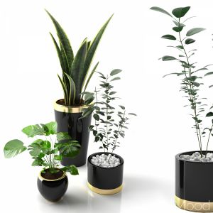 Plant Collection 01