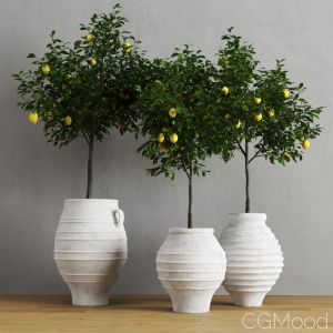 Lemons In Traditional Mediterranean Vases