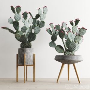 Opuntia In Concrete Planters. Cactus Set