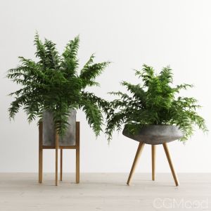 Fern In Concrete Pots