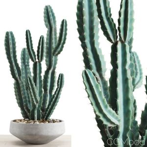 Cereus Peruvianus In A Concrete Pot