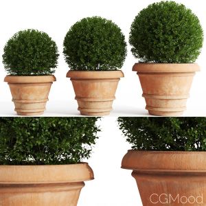 Boxwood In Clay Pots