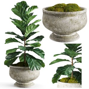 Weathered Stone Tulip Pedestal Bowl - Ficus Lyrata