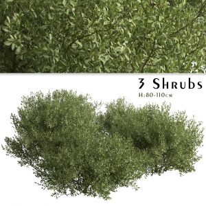 Set of Buxus bodinieri Shrubs (Buxus) (3 Shrubs)