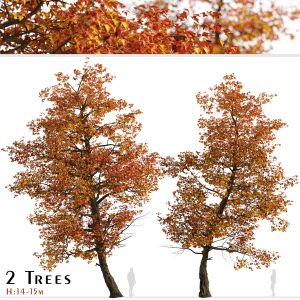 Set Of Acer Buergerianum Trees (trident Maple)