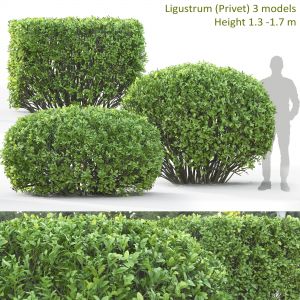 Ligustrum 03