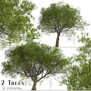 Set of Acacia melanoxylon Trees (Blackwood)