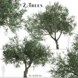 Set of Olive Tree (Olea europaea) (2 Trees)