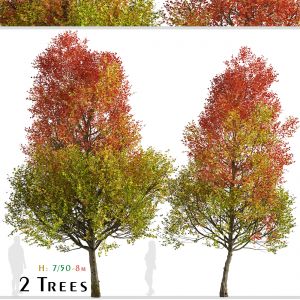 Set of Freeman Maple Trees (Acer freemanii)