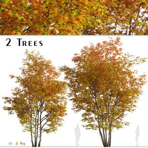 Set of Silver maple Tree (Creek maple) (2 Trees)