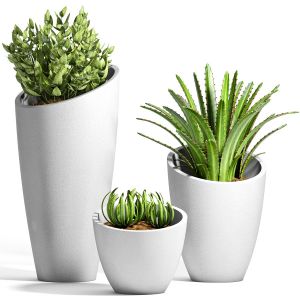 Decorative Plant Set - 07