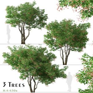 Set of Acer tataricum Trees (Tatarian maple)