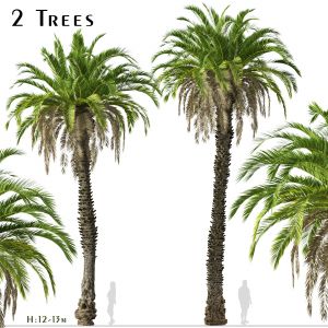 Set Of Canary Island Date Palm Phoenix Canariensis