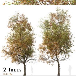 Set of Liquidambar formosana Trees (Formosan gum)