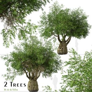 Set of Brachychiton Rupestris Trees (Queensland)