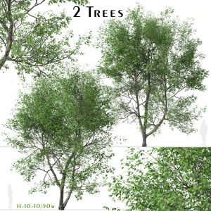 Set of American Beech Trees (Fagus grandifolia)