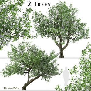 Set Of Crataegus Monogyna Trees (common Hawthorn)