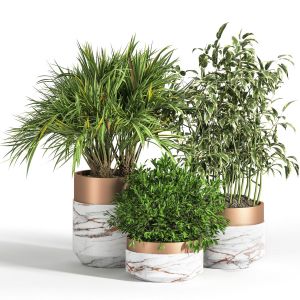 Indoor_plant_set_16