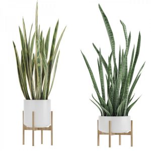 Sansevieria 2