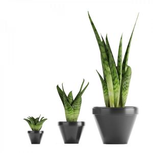 Sansevieria 3