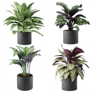 Calathea Collection