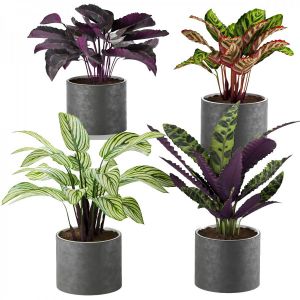 Calathea Collection 2