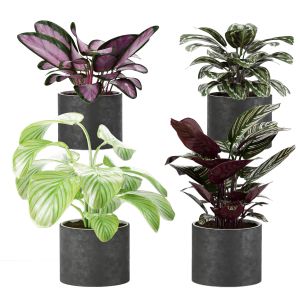 Calathea Collection 3