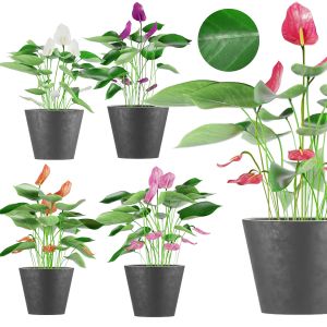 Collection Plant Anthurium